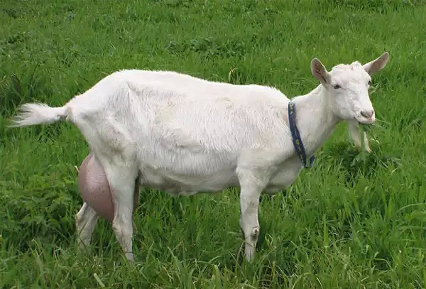 Какие бывают породы коз?