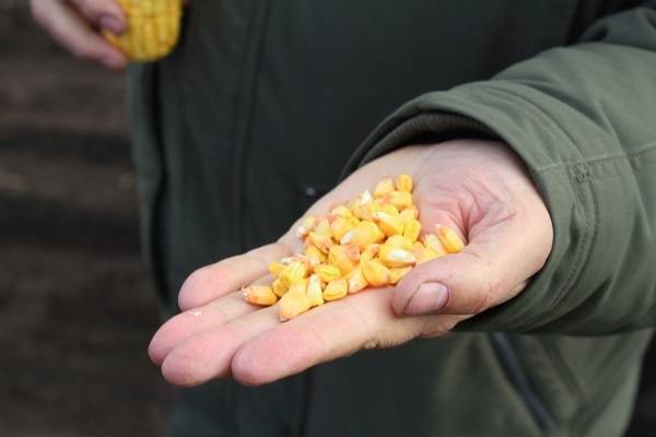 Кормовая кукуруза: 5 лучших сортов для посадки – гарантированный урожай