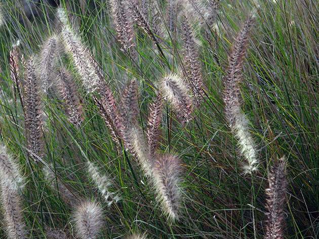 Пеннисетум лисохвостный (pennisetum alopecuroides) — посадка и уход
