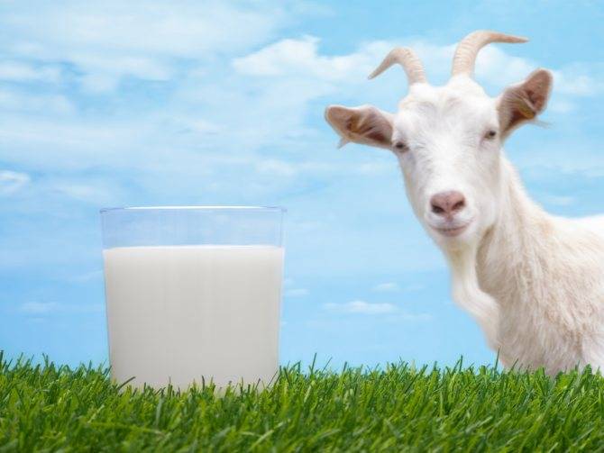Почему при кипячении козье молоко иногда сворачивается и как этого избежать