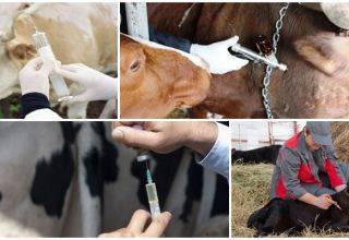 Вакцинация крупного рогатого скота: схемы и рекомендации