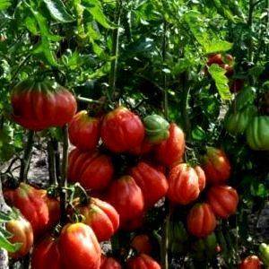 Оригинальный сорт для грядок и горшков — томат флорида петит: описание помидоров и советы по выращиванию