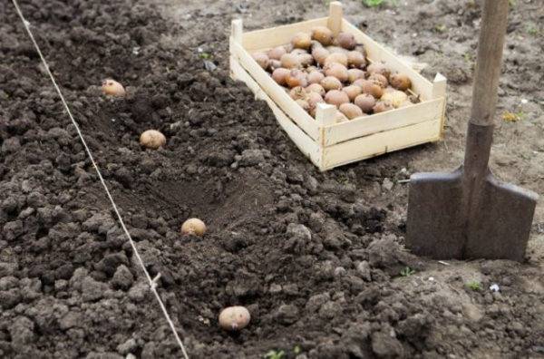 Главные причины почему картофель долго не всходит