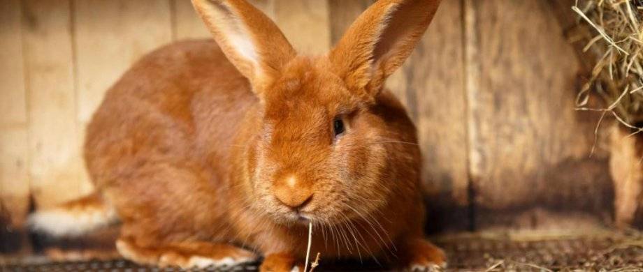 Почему дохнут взрослые кролики и маленькие крольчата
