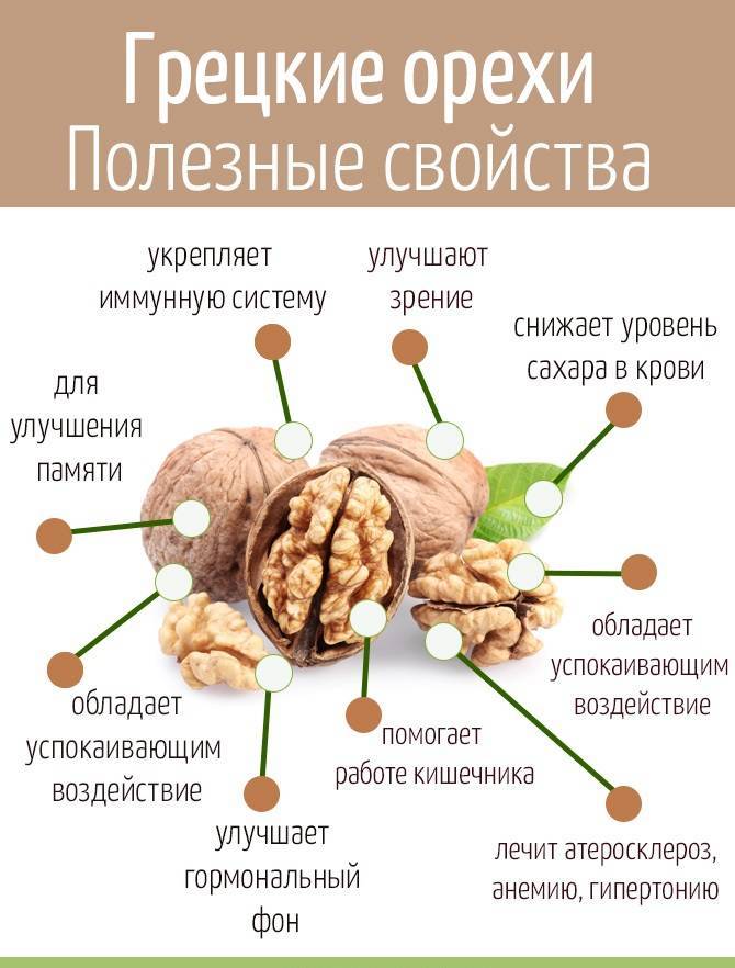 Полезные и лечебные свойства грецких орехов для организма, противопоказания