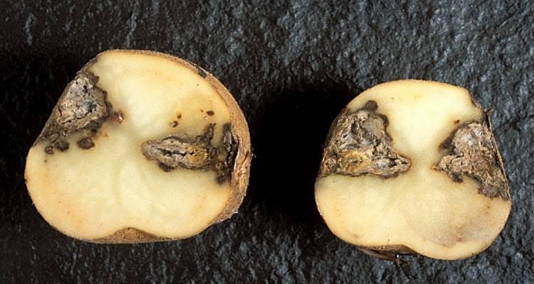 Распространенные болезни ботвы картофеля: названия, фото и способы лечения