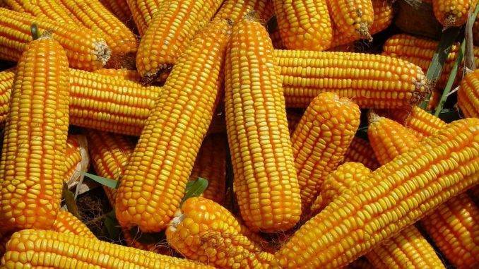 Кукуруза на силос: уборка, возделывание, урожайность