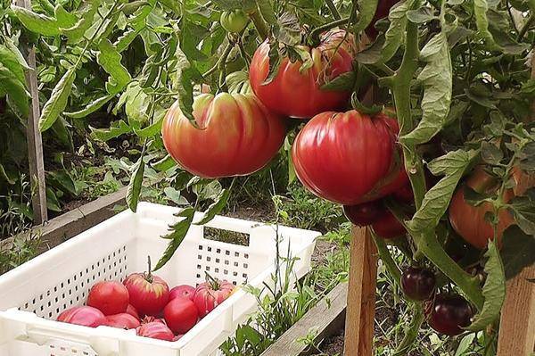 Крупноплодный томат «розовый гигант»: описание сорта, характеристика, секреты выращивания, фото помидоров