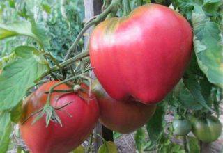 Характеристика и описание сорта томата Бабушкино Лукошко, его урожайность