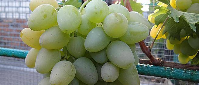 Описание и характеристики винограда сорта Виура, посадка и уход