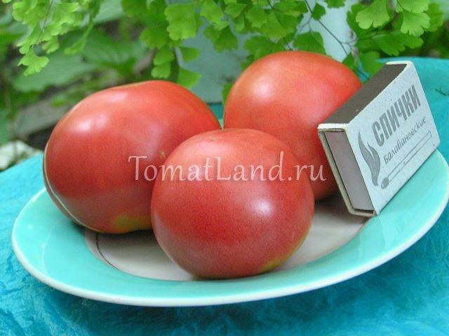 Описание сорта томата Симпатяга, его характеристика и урожайность