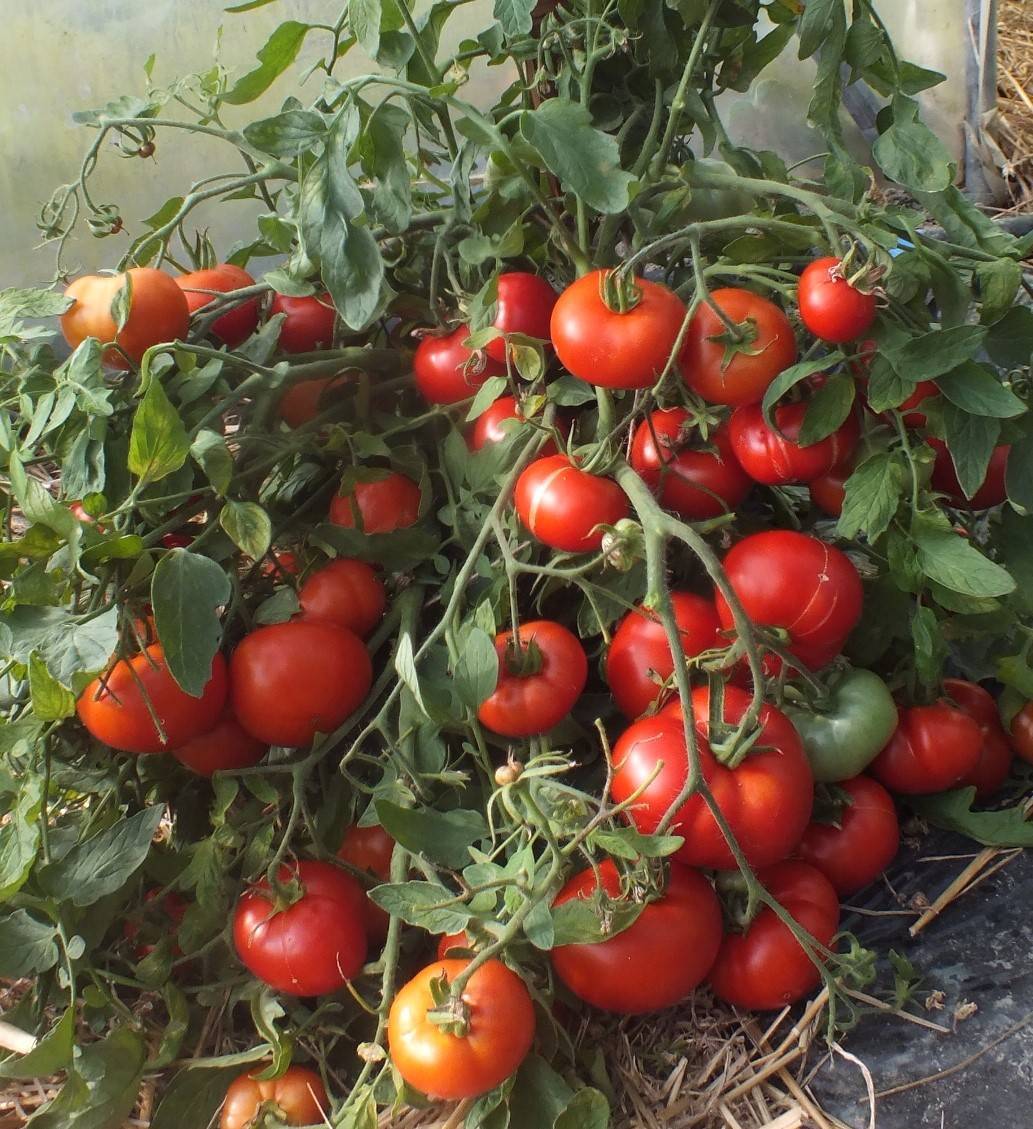 Как правильно сажать помидоры в теплице чтобы был большой урожай