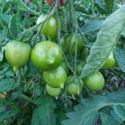 Характеристика сорта помидоров чёрный принц и как его вырастить