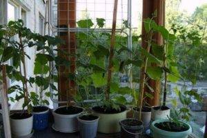 Калиевая селитра – полезные свойства для растений и применение удобрения на огороде