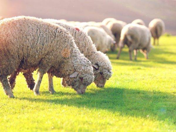 Породы тонкорунных овец