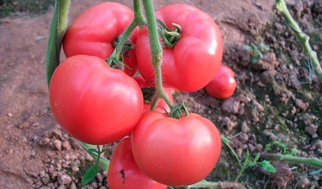 Китайские помидоры: сорта с описанием, фото. правила выращивания