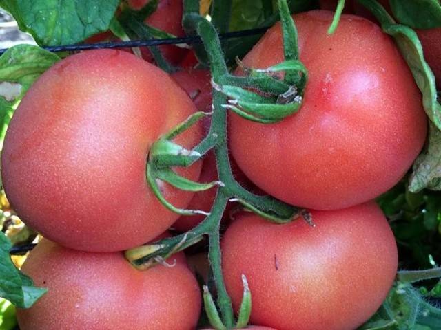Характеристика и описание сорта томата розовая катя f1, его урожайность