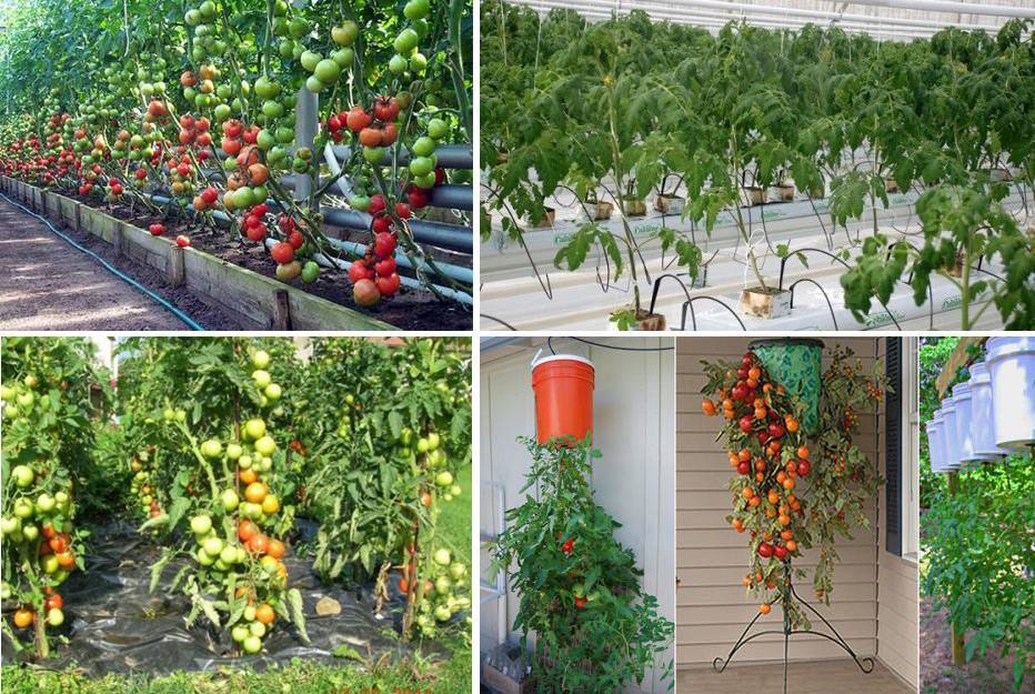Вместо цветов – томаты (все о выращивании помидоров в контейнерах)