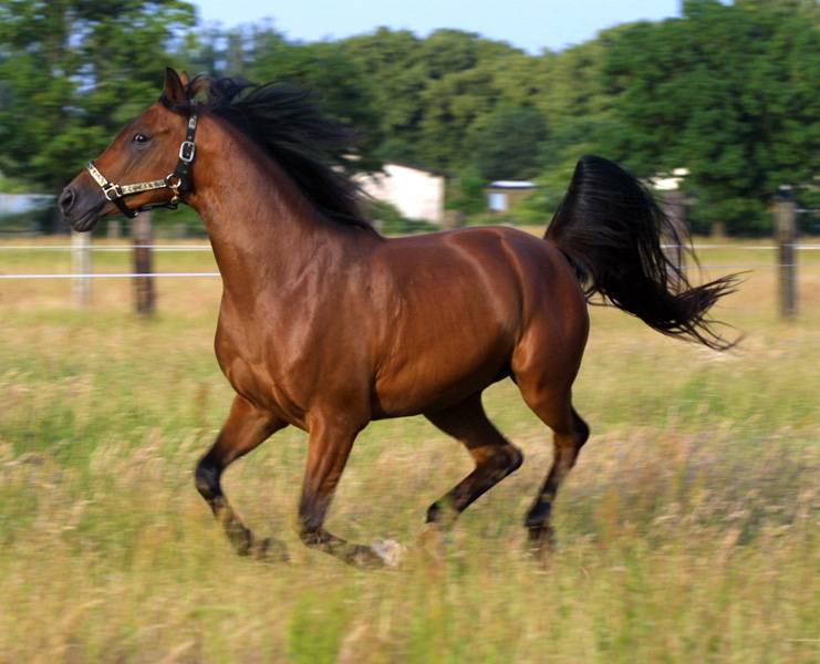 Арабская лошадь: описание породы и особенности характера