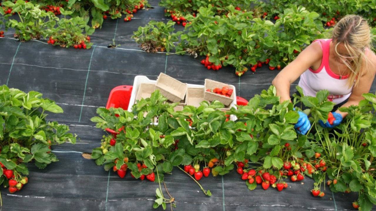 Подкормка клубники во время цветения, завязывания ягод и плодоношения