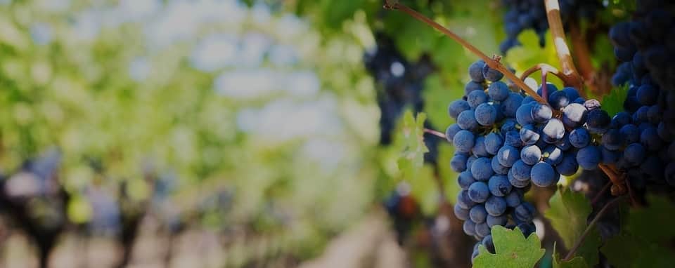 Грузинский сорт винограда саперави — все про выращивание и уход