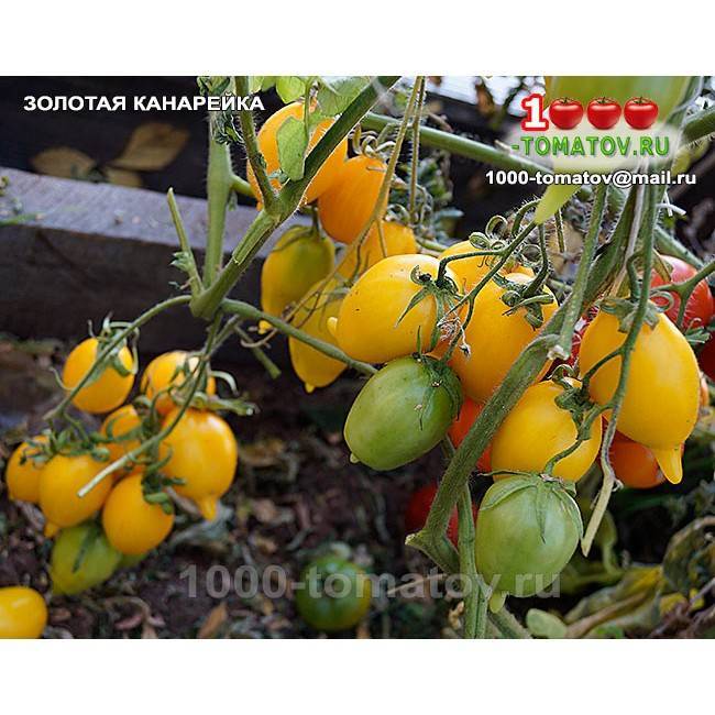 Сорт томатов "золотая канарейка": преимущества и агротехника