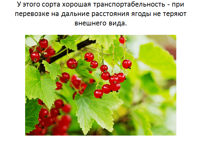 Почему русские садоводы любят красную смородину ровада