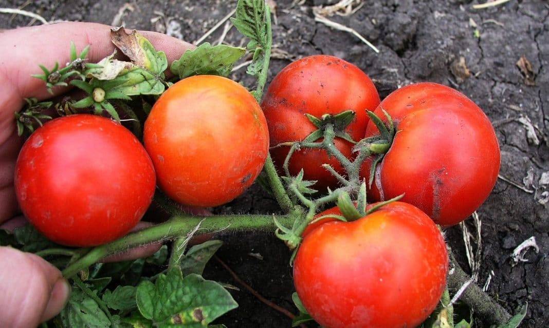 Томат фунтик — описание сорта, фото, урожайность и отзывы садоводов