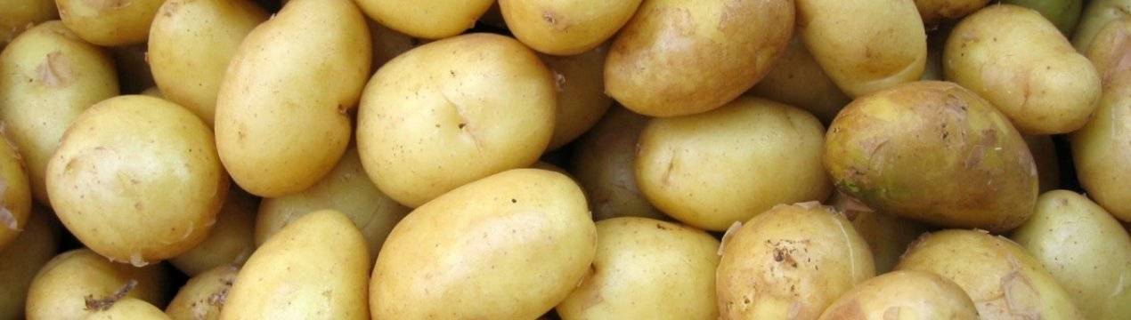 Среднеранний сорт картофеля «лилли» с высокой урожайностью