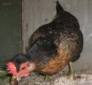 Антирейтинг кормов для кур или как не надо кормить курочек