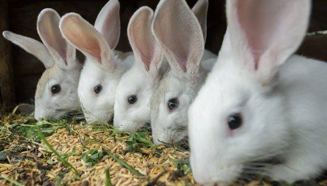 Чем можно кормить кроликов зимой в домашних условиях, правила для начинающих
