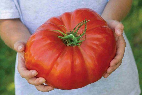Сорта томатов для открытого грунта сибири: фото, описания