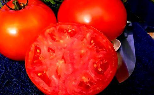 Сорт томата «биг биф f1»: описание, характеристика, посев на рассаду, подкормка, урожайность, фото, видео и самые распространенные болезни томатов