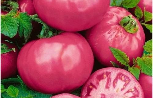 Выращивание штамбовых томатов, сорта для открытого грунта