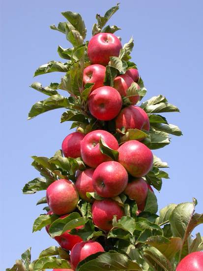 Как посадить и вырастить яблоню сорта "медуница" у себя на участке