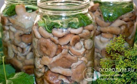 Топ 10 рецептов как просто солить грибы в домашних условиях, горячим и холодным способом