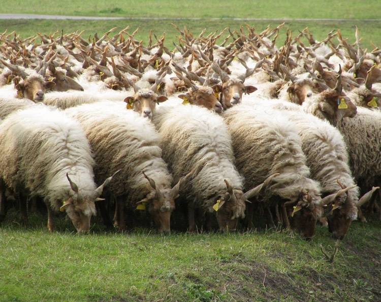Отрасль животноводства — овцеводство горных и предгорных районов юга нашей страны