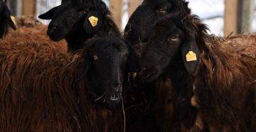 Описание и характеристики овец цигайской породы, правила их содержания