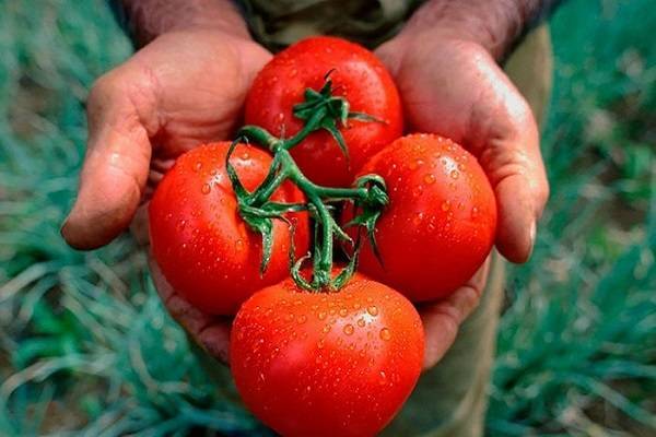 Любимец многих овощеводов — томат «мечта лентяя»: описание сорта, урожайность и особенности выращивания