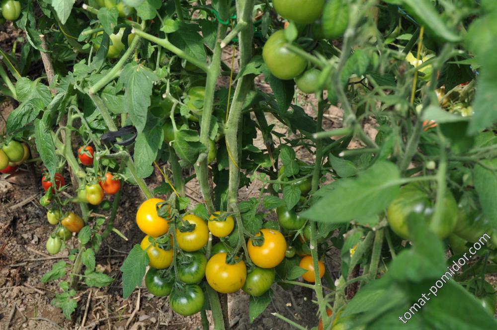 Королева рынка – крупноплодный урожайный томат. характеристики сорта, отзывы садоводов