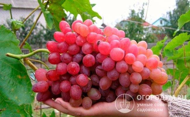 Виноград рута — описание сорта и отзывы