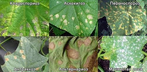 Пятна на листьях огурцов – из-за чего появляются, что делать и чем лечить