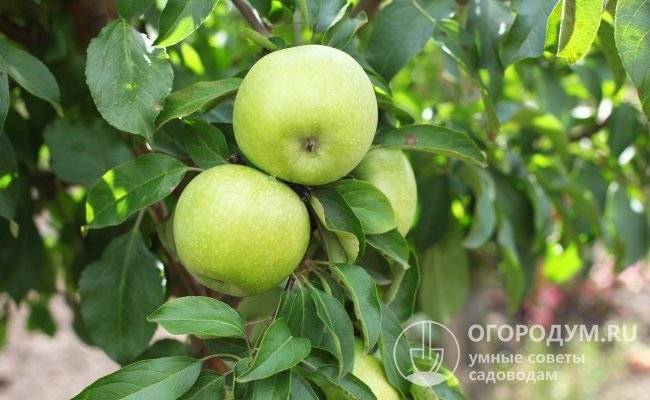 Описание и технология выращивания яблони сорта июльское черненко