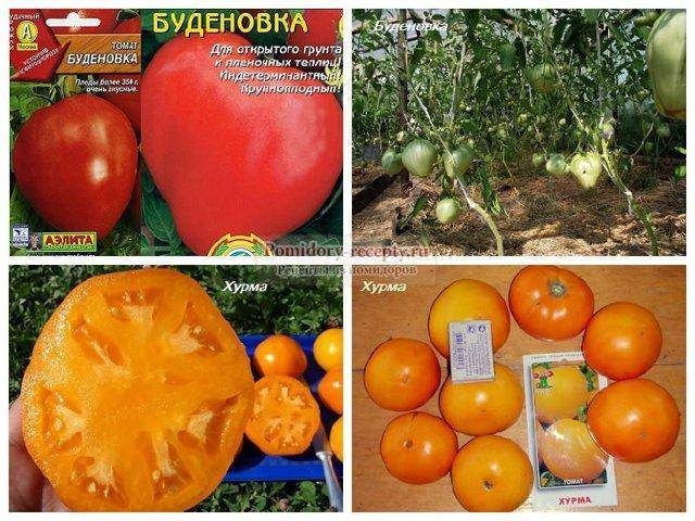 Сорт томата – хурма: характеристика, описание, отзывы садоводов