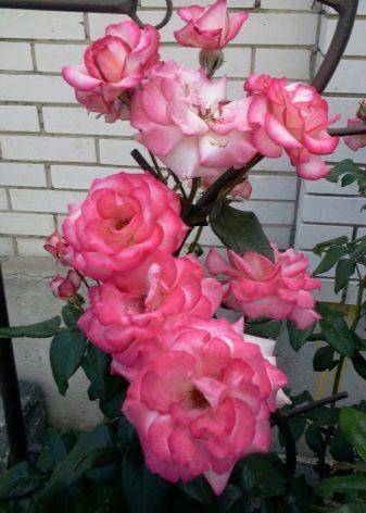 Роза индиголетта (indigoletta)
