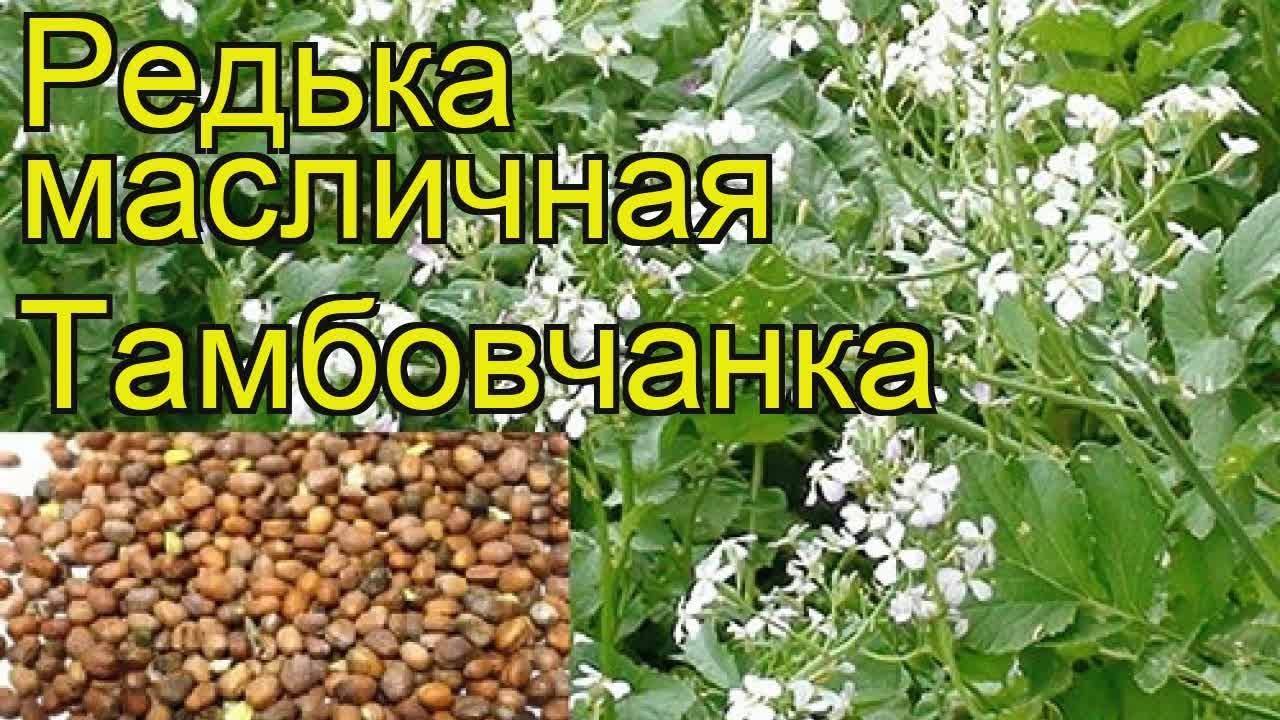 Медонос, сидерат и кормовая культура — масличная редька: описание, применение и выращивание вида