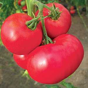 Характеристика и описание сорта томата Кукла f1, его урожайность