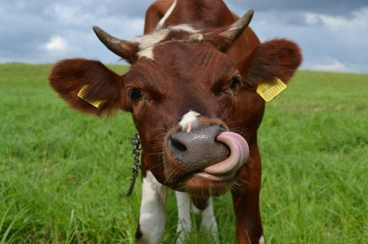 Бестужевская порода коров: характеристика и описание крс