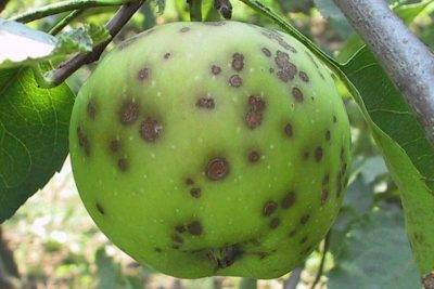 Химические препараты против болезней листьев у яблони