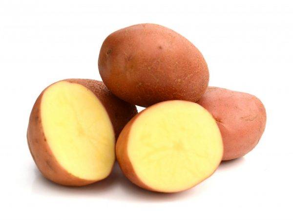 Обзор и описания лучших сортов картофеля для выращивания на урале: ранних, средних и поздних